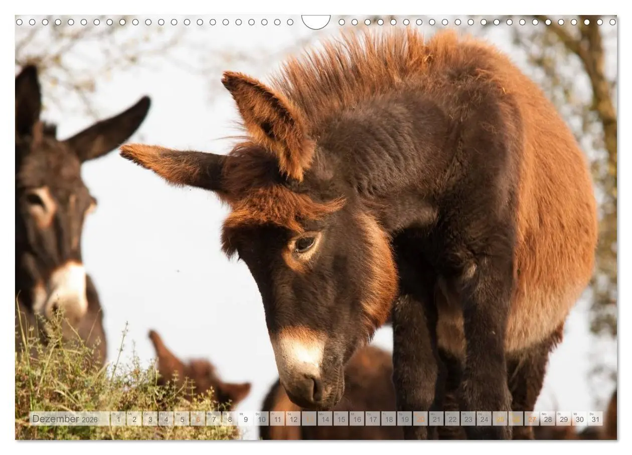 Bild: 9783516054064 | Zauberhafte Esel (Wandkalender 2026 DIN A3 quer), CALVENDO...