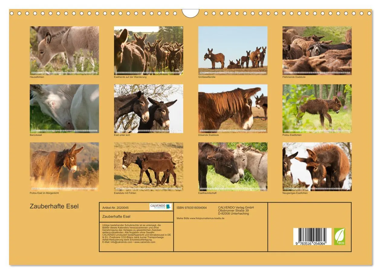 Bild: 9783516054064 | Zauberhafte Esel (Wandkalender 2026 DIN A3 quer), CALVENDO...