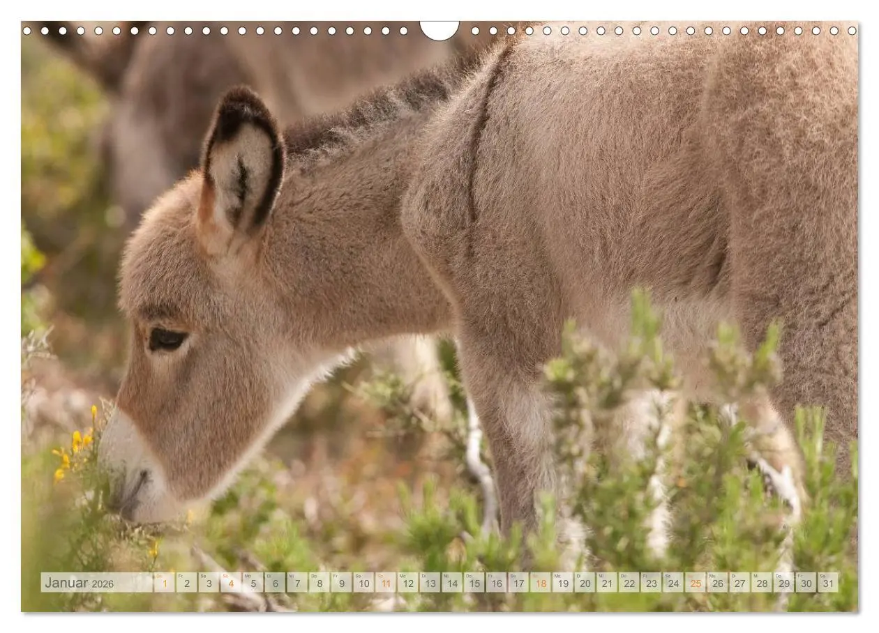 Bild: 9783516054064 | Zauberhafte Esel (Wandkalender 2026 DIN A3 quer), CALVENDO...