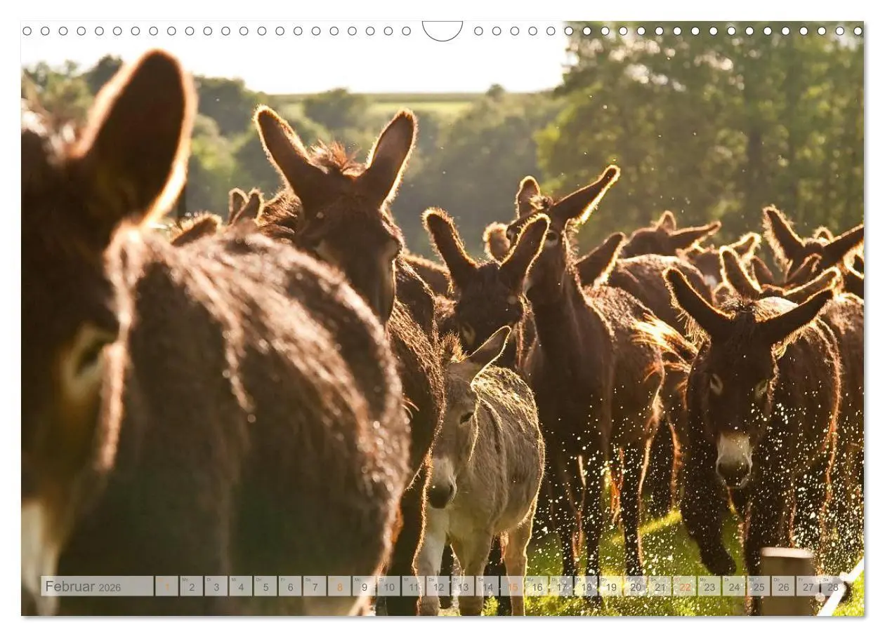 Bild: 9783516054064 | Zauberhafte Esel (Wandkalender 2026 DIN A3 quer), CALVENDO...
