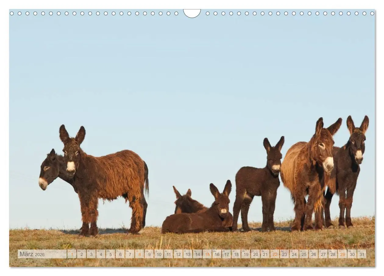Bild: 9783516054064 | Zauberhafte Esel (Wandkalender 2026 DIN A3 quer), CALVENDO...