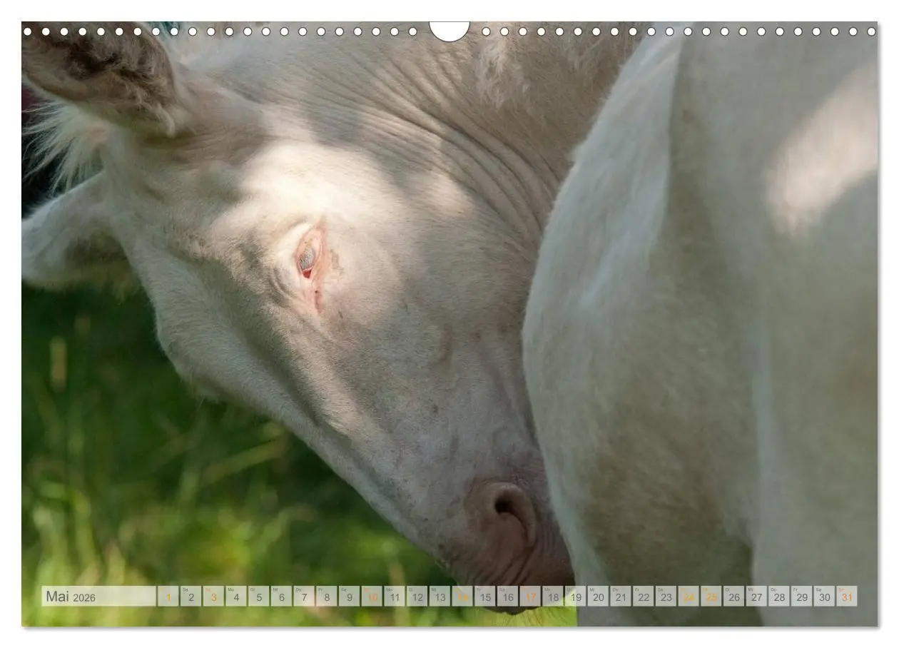 Bild: 9783516054064 | Zauberhafte Esel (Wandkalender 2026 DIN A3 quer), CALVENDO...