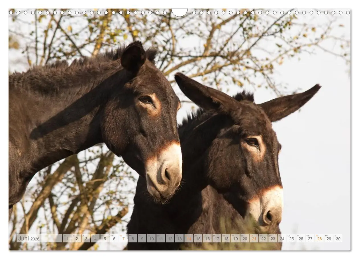 Bild: 9783516054064 | Zauberhafte Esel (Wandkalender 2026 DIN A3 quer), CALVENDO...