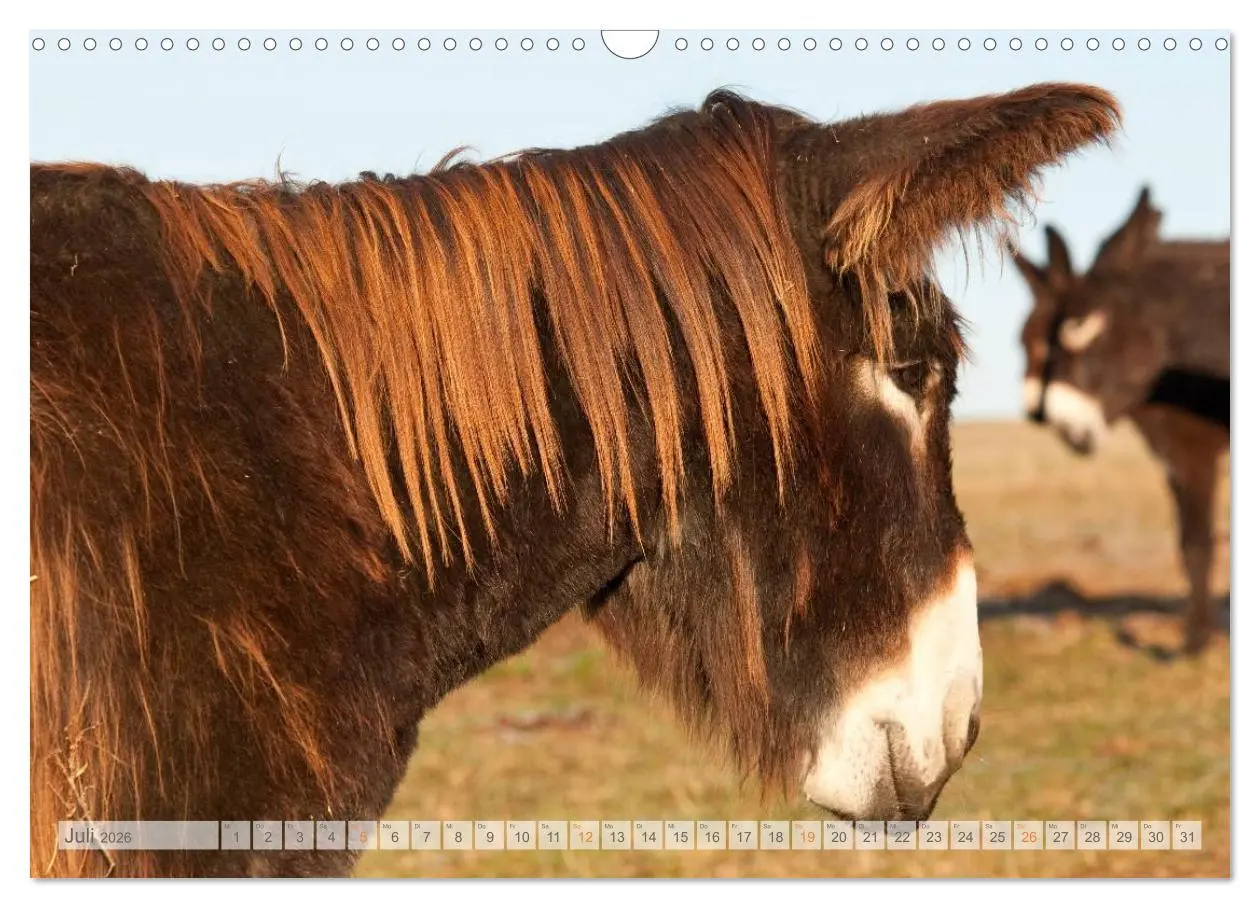 Bild: 9783516054064 | Zauberhafte Esel (Wandkalender 2026 DIN A3 quer), CALVENDO...