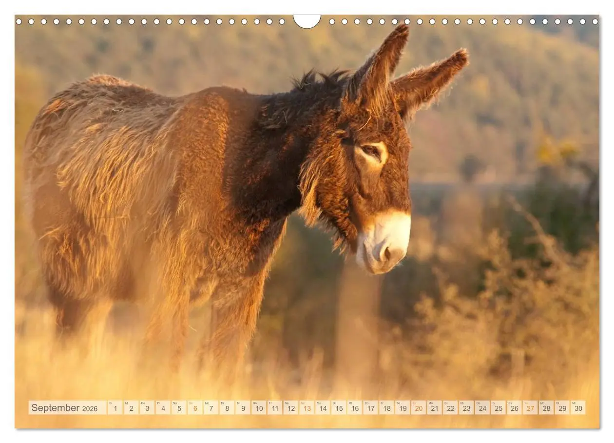 Bild: 9783516054064 | Zauberhafte Esel (Wandkalender 2026 DIN A3 quer), CALVENDO...