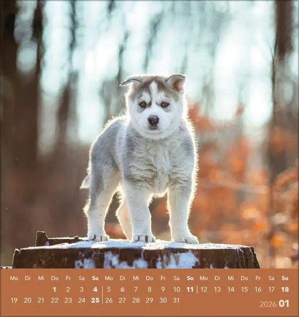 Bild: 9783731884064 | Hunde 2026 | aufstellbarer Postkartenkalender | Verlag Korsch | 13 S.