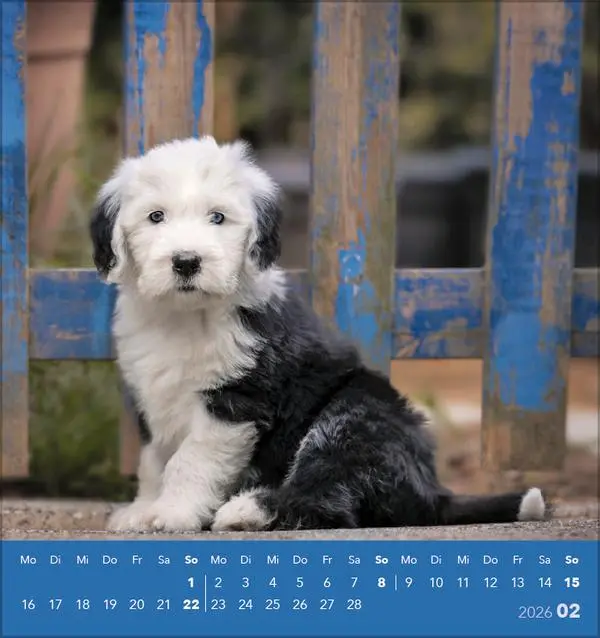 Bild: 9783731884064 | Hunde 2026 | aufstellbarer Postkartenkalender | Verlag Korsch | 13 S.