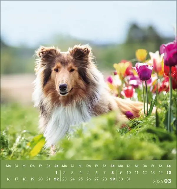 Bild: 9783731884064 | Hunde 2026 | aufstellbarer Postkartenkalender | Verlag Korsch | 13 S.