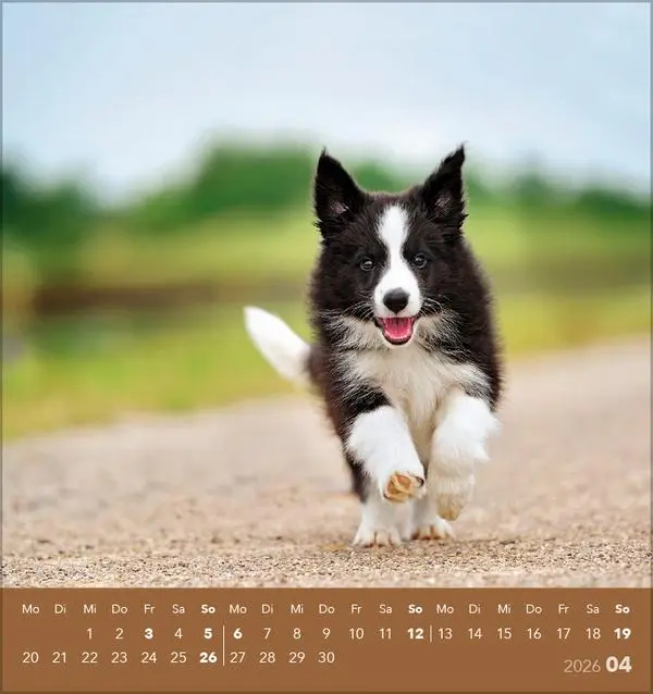 Bild: 9783731884064 | Hunde 2026 | aufstellbarer Postkartenkalender | Verlag Korsch | 13 S.