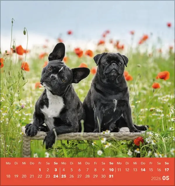 Bild: 9783731884064 | Hunde 2026 | aufstellbarer Postkartenkalender | Verlag Korsch | 13 S.