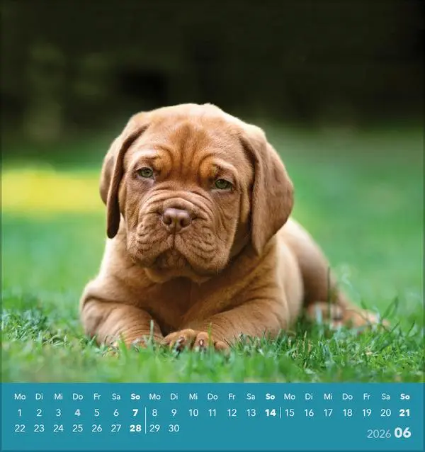 Bild: 9783731884064 | Hunde 2026 | aufstellbarer Postkartenkalender | Verlag Korsch | 13 S.
