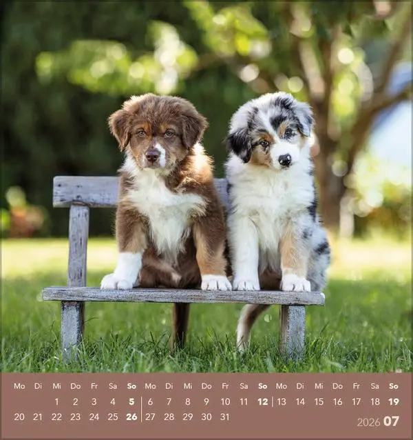 Bild: 9783731884064 | Hunde 2026 | aufstellbarer Postkartenkalender | Verlag Korsch | 13 S.
