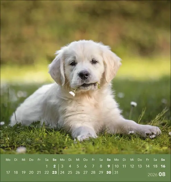 Bild: 9783731884064 | Hunde 2026 | aufstellbarer Postkartenkalender | Verlag Korsch | 13 S.