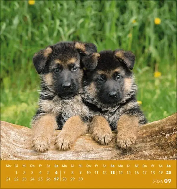 Bild: 9783731884064 | Hunde 2026 | aufstellbarer Postkartenkalender | Verlag Korsch | 13 S.