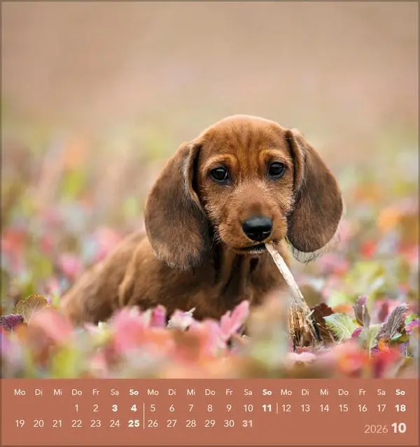 Bild: 9783731884064 | Hunde 2026 | aufstellbarer Postkartenkalender | Verlag Korsch | 13 S.