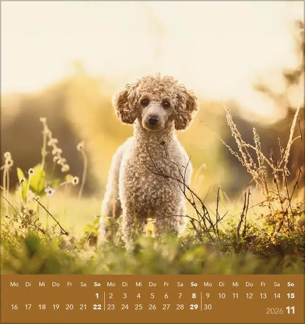 Bild: 9783731884064 | Hunde 2026 | aufstellbarer Postkartenkalender | Verlag Korsch | 13 S.