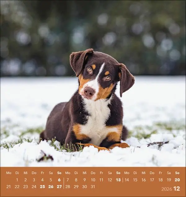 Bild: 9783731884064 | Hunde 2026 | aufstellbarer Postkartenkalender | Verlag Korsch | 13 S.