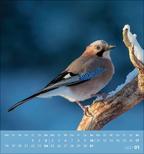 Bild: 9783819304064 | Vögel unserer Heimat 2027 | Verlag Korsch | Kalender | 13 S. | Deutsch