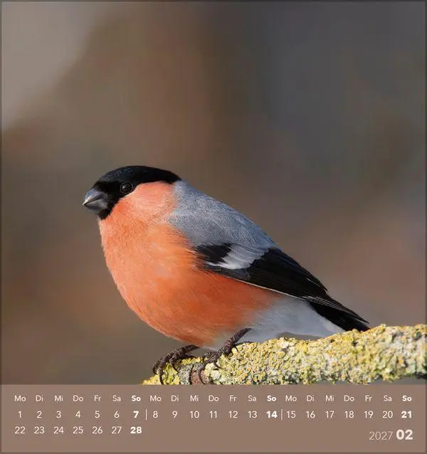 Bild: 9783819304064 | Vögel unserer Heimat 2027 | Verlag Korsch | Kalender | 13 S. | Deutsch
