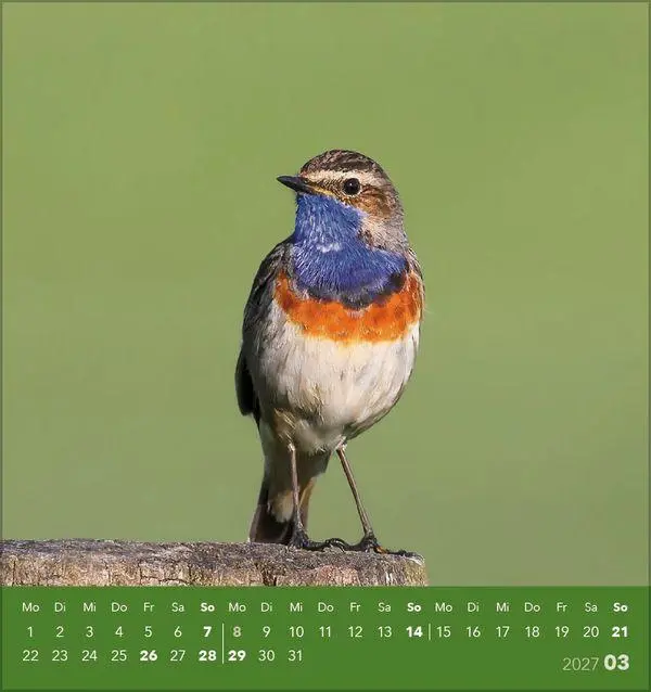 Bild: 9783819304064 | Vögel unserer Heimat 2027 | Verlag Korsch | Kalender | 13 S. | Deutsch