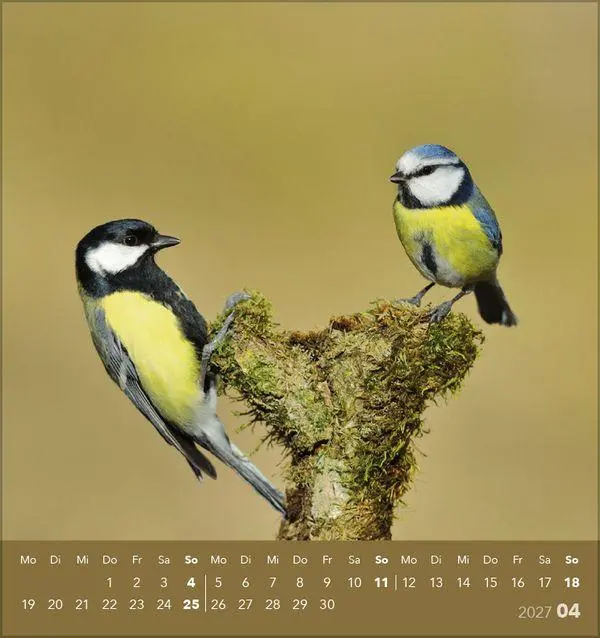 Bild: 9783819304064 | Vögel unserer Heimat 2027 | Verlag Korsch | Kalender | 13 S. | Deutsch