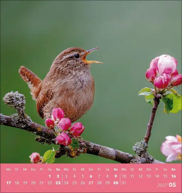 Bild: 9783819304064 | Vögel unserer Heimat 2027 | Verlag Korsch | Kalender | 13 S. | Deutsch