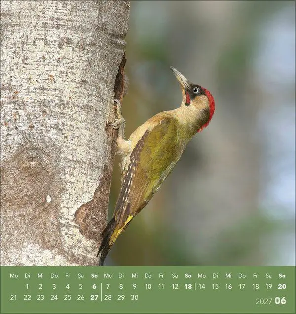 Bild: 9783819304064 | Vögel unserer Heimat 2027 | Verlag Korsch | Kalender | 13 S. | Deutsch