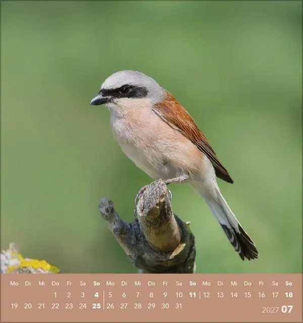 Bild: 9783819304064 | Vögel unserer Heimat 2027 | Verlag Korsch | Kalender | 13 S. | Deutsch