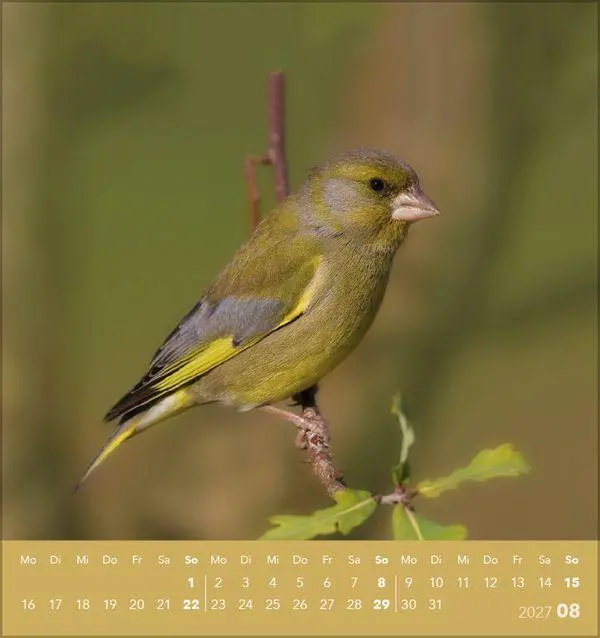 Bild: 9783819304064 | Vögel unserer Heimat 2027 | Verlag Korsch | Kalender | 13 S. | Deutsch