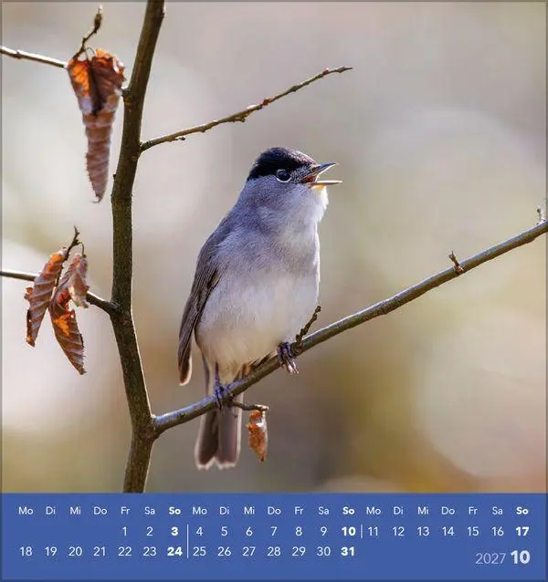 Bild: 9783819304064 | Vögel unserer Heimat 2027 | Verlag Korsch | Kalender | 13 S. | Deutsch