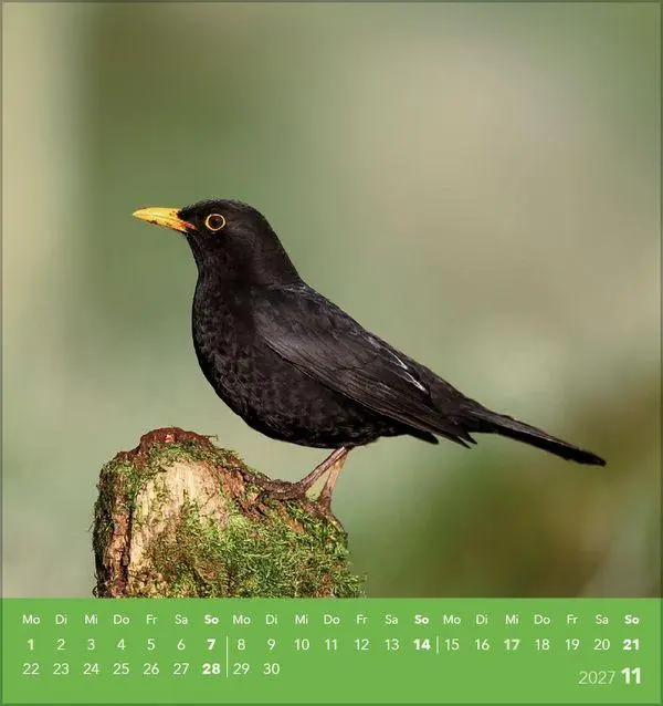 Bild: 9783819304064 | Vögel unserer Heimat 2027 | Verlag Korsch | Kalender | 13 S. | Deutsch