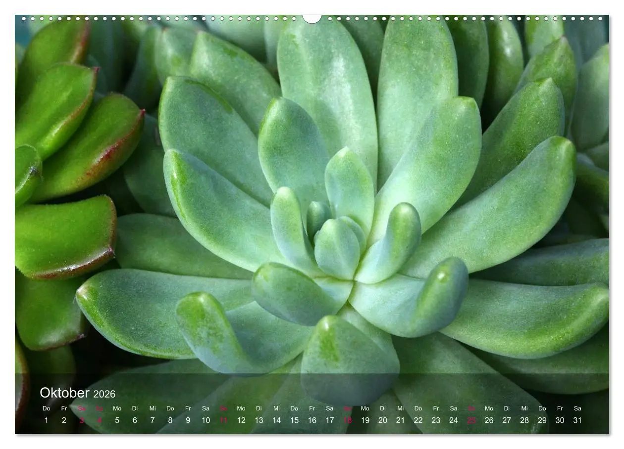 Bild: 9783516044164 | Sukkulenten in Haus und Garten (Wandkalender 2026 DIN A2 quer),...