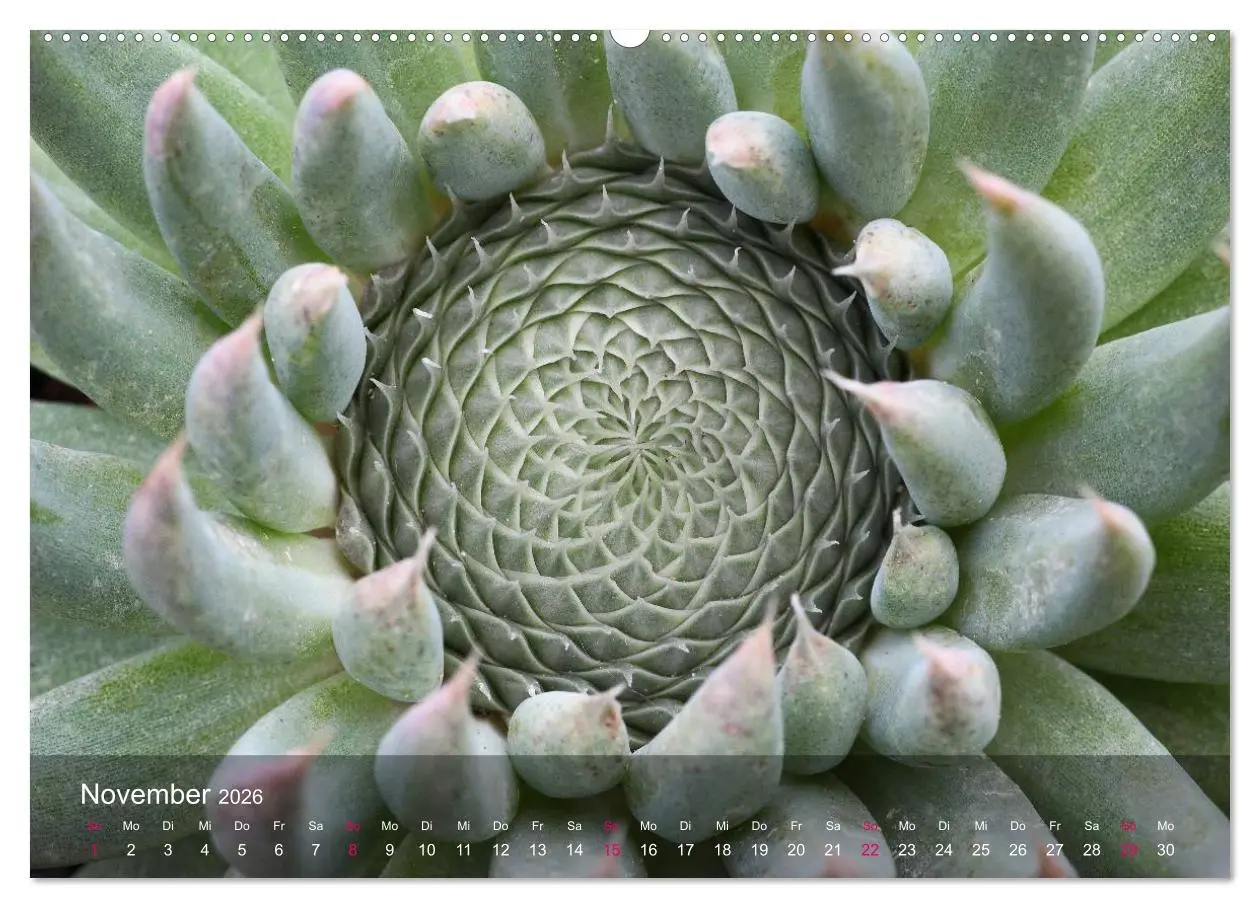 Bild: 9783516044164 | Sukkulenten in Haus und Garten (Wandkalender 2026 DIN A2 quer),...