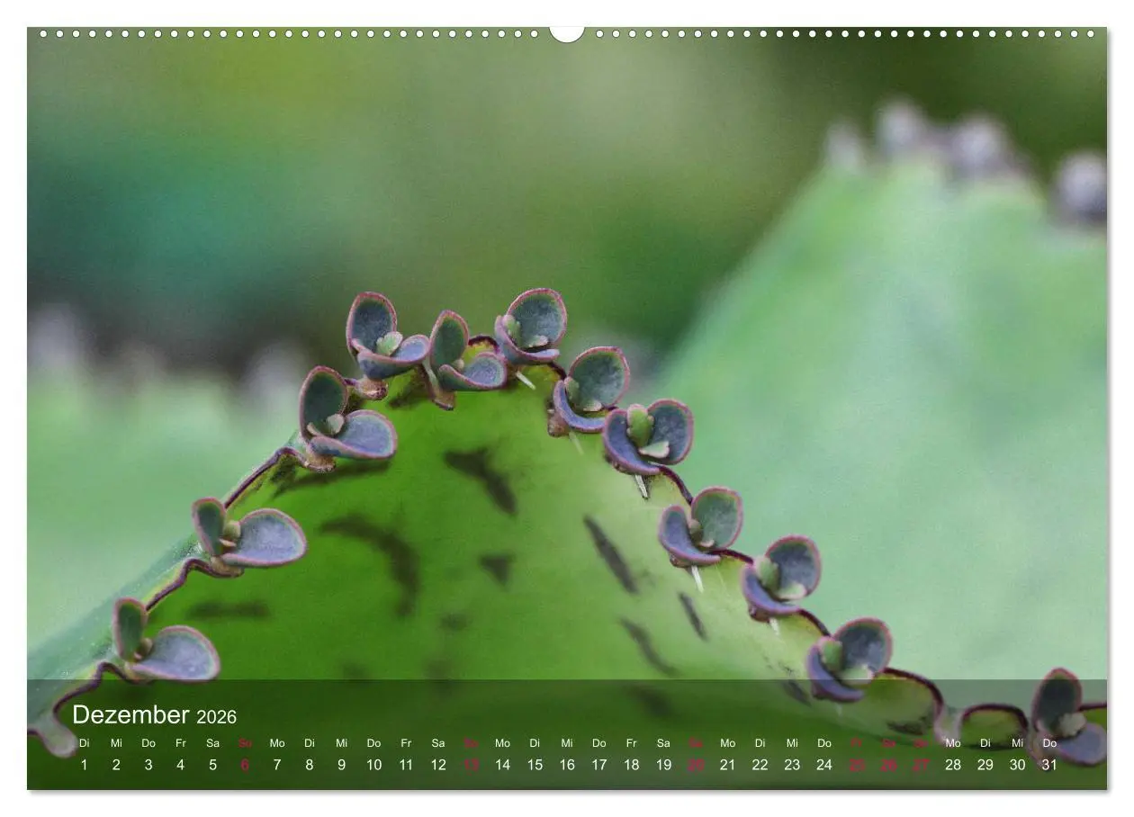 Bild: 9783516044164 | Sukkulenten in Haus und Garten (Wandkalender 2026 DIN A2 quer),...