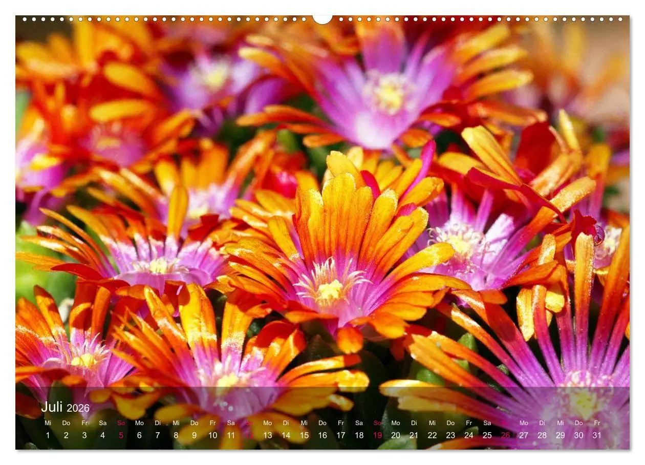 Bild: 9783516044164 | Sukkulenten in Haus und Garten (Wandkalender 2026 DIN A2 quer),...