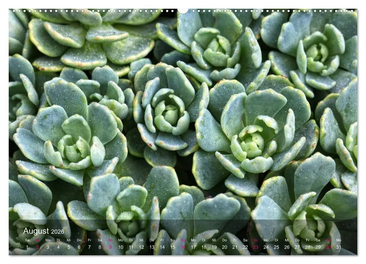 Bild: 9783516044164 | Sukkulenten in Haus und Garten (Wandkalender 2026 DIN A2 quer),...