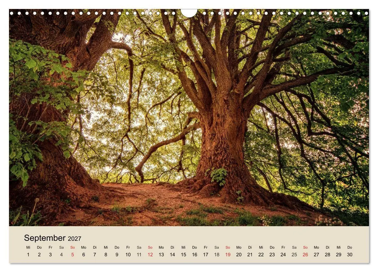 Bild: 9783569734364 | Der Wald. Durch zauberhafte Waldlandschaften (Wandkalender 2027 DIN...