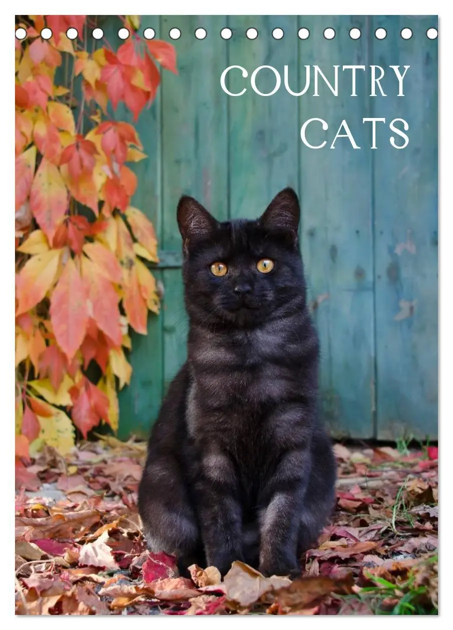 Cover: 9783516484564 | COUNTRY CATS (Tischkalender 2026 DIN A5 hoch), CALVENDO Monatskalender