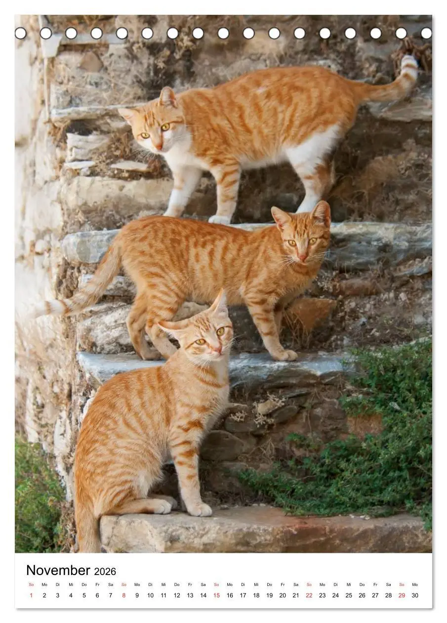 Bild: 9783516484564 | COUNTRY CATS (Tischkalender 2026 DIN A5 hoch), CALVENDO Monatskalender