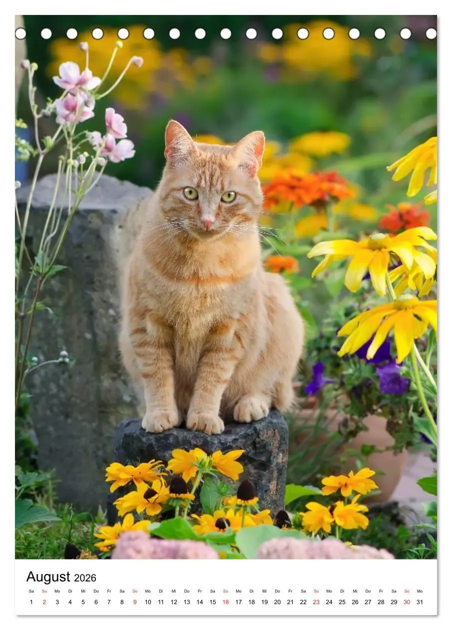 Bild: 9783516484564 | COUNTRY CATS (Tischkalender 2026 DIN A5 hoch), CALVENDO Monatskalender