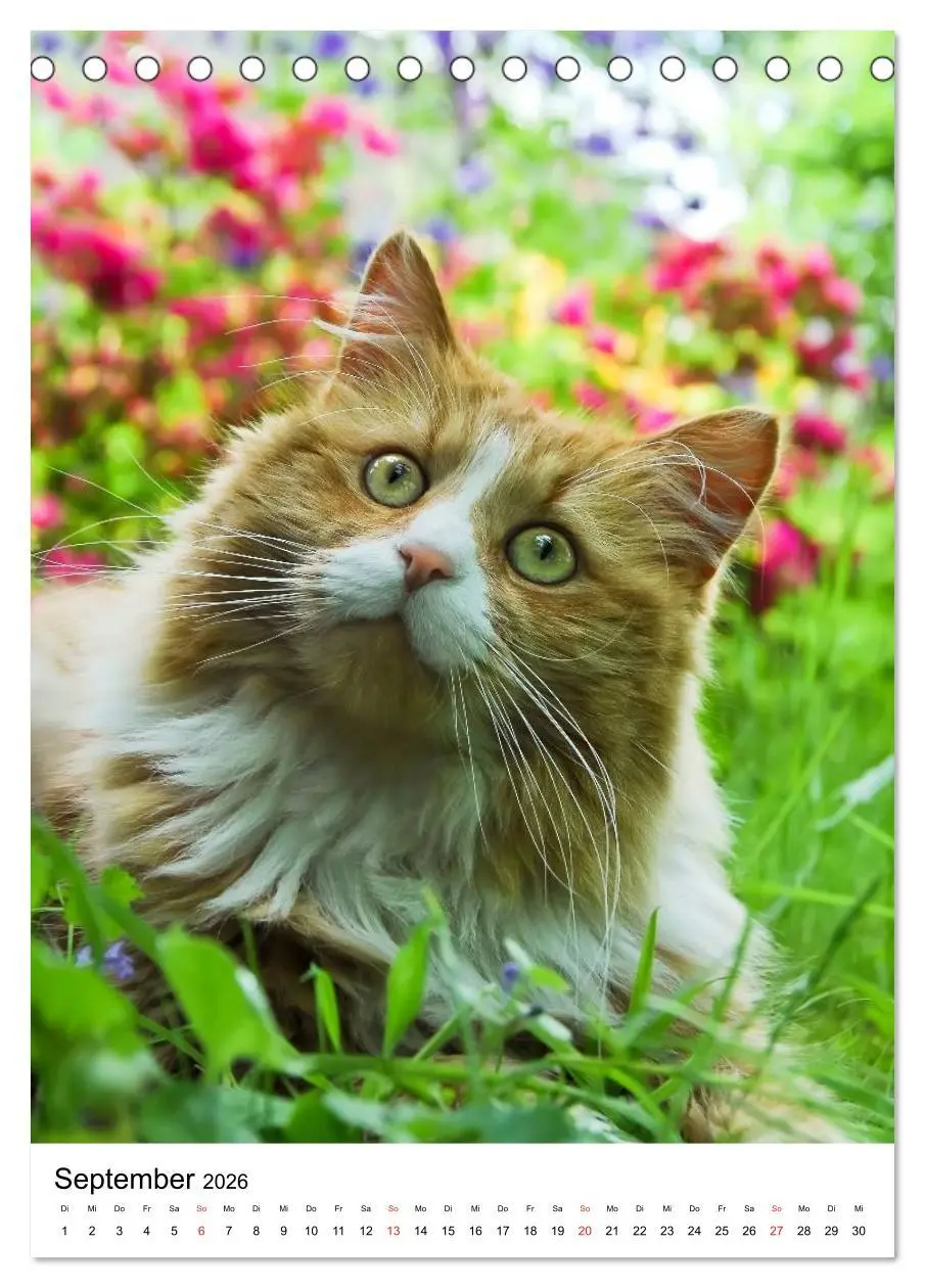 Bild: 9783516484564 | COUNTRY CATS (Tischkalender 2026 DIN A5 hoch), CALVENDO Monatskalender