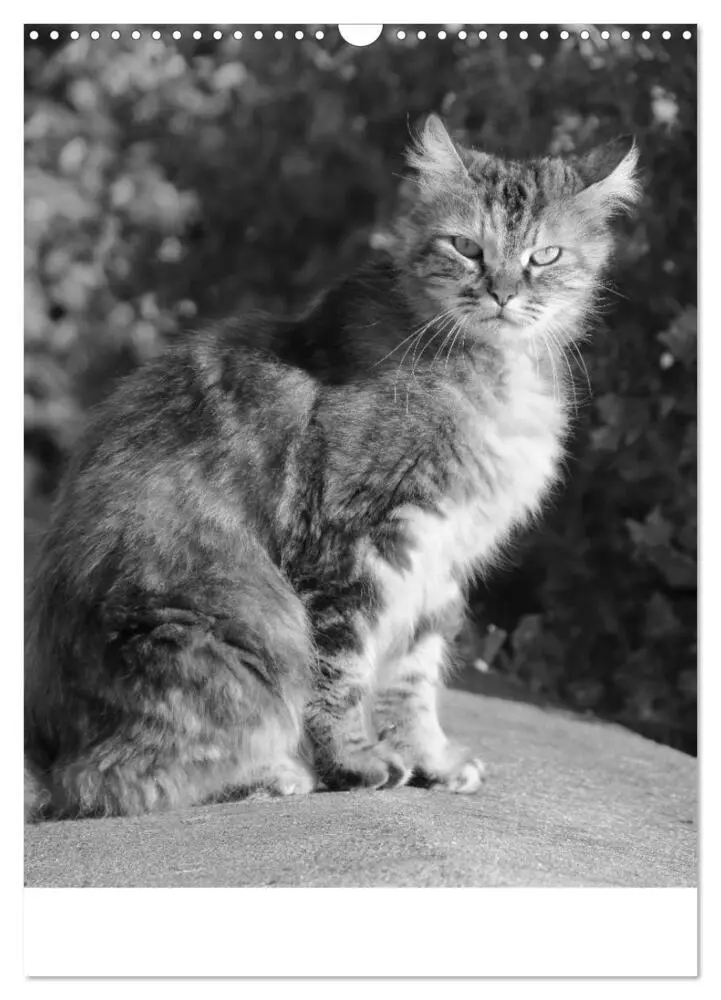 Bild: 9783435964864 | Wilde Katzen - Korsikas Samtpfoten (Wandkalender 2025 DIN A3 hoch),...