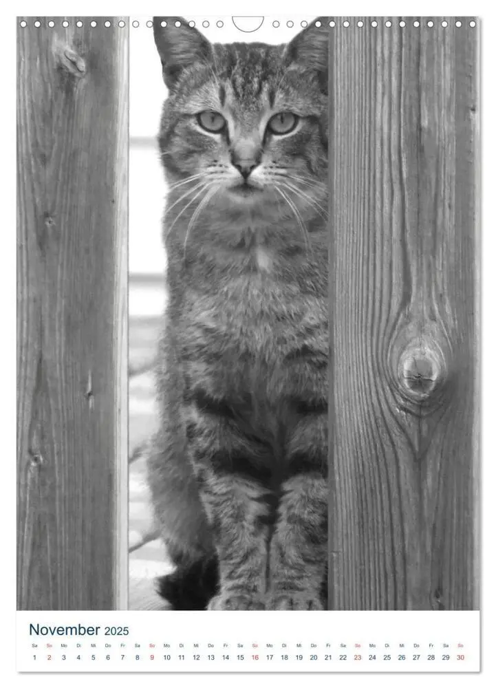 Bild: 9783435964864 | Wilde Katzen - Korsikas Samtpfoten (Wandkalender 2025 DIN A3 hoch),...