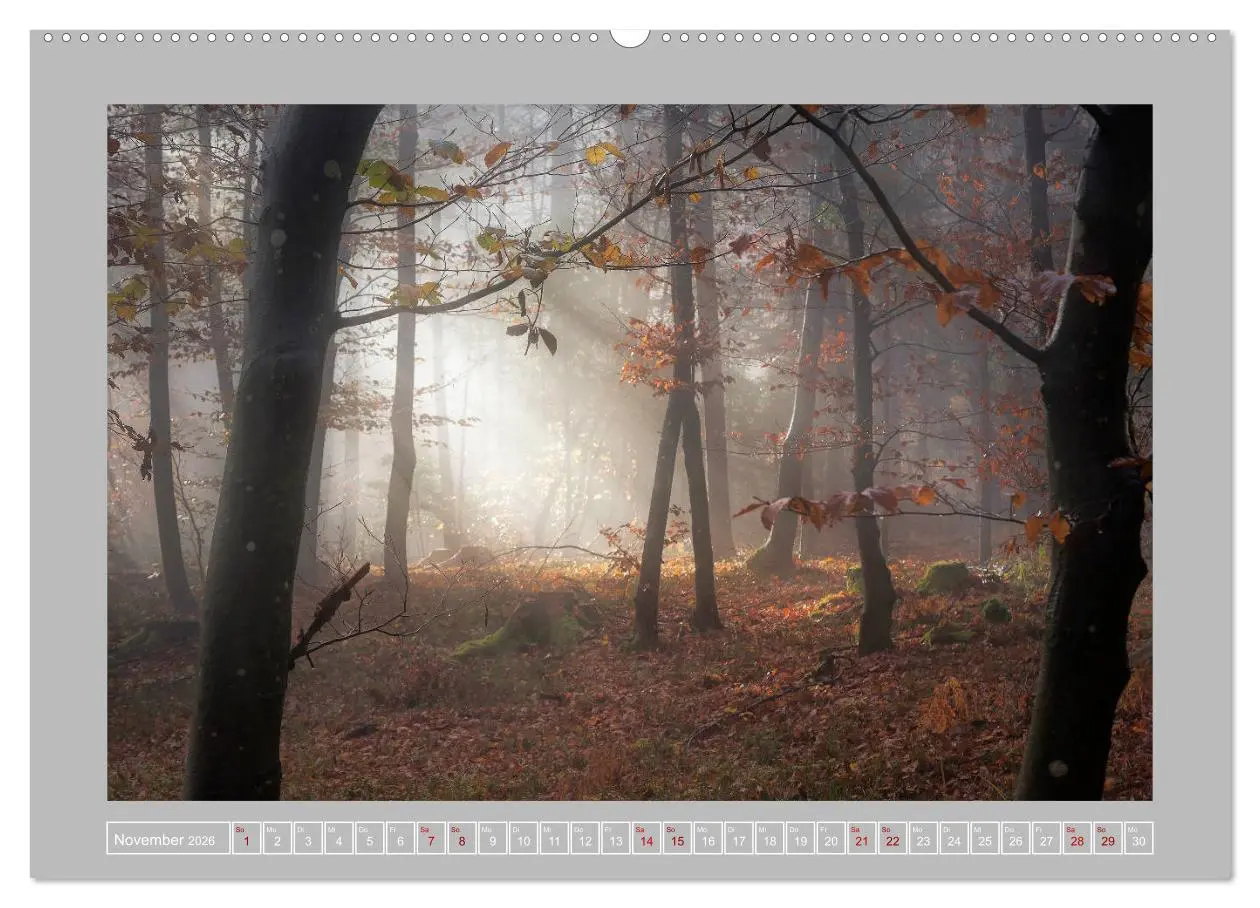 Bild: 9783457674864 | Wald im Licht (hochwertiger Premium Wandkalender 2026 DIN A2 quer),...