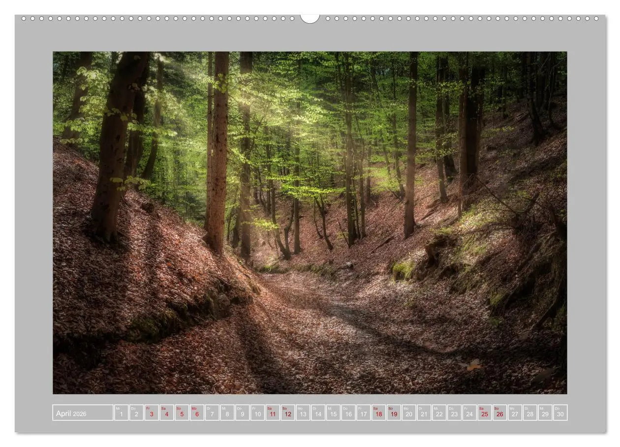 Bild: 9783457674864 | Wald im Licht (hochwertiger Premium Wandkalender 2026 DIN A2 quer),...