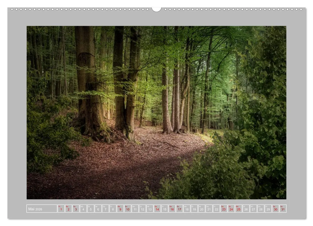 Bild: 9783457674864 | Wald im Licht (hochwertiger Premium Wandkalender 2026 DIN A2 quer),...