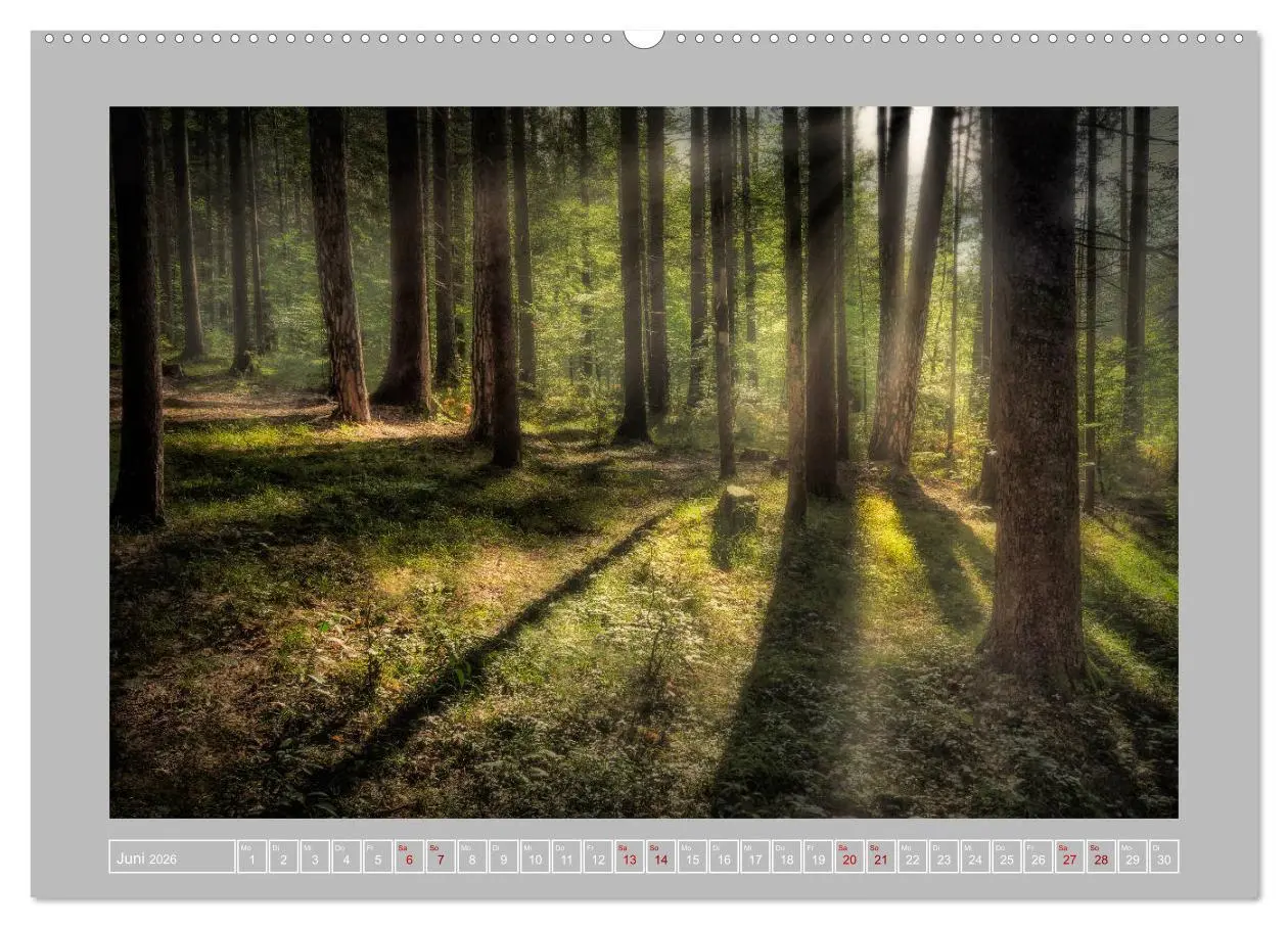 Bild: 9783457674864 | Wald im Licht (hochwertiger Premium Wandkalender 2026 DIN A2 quer),...