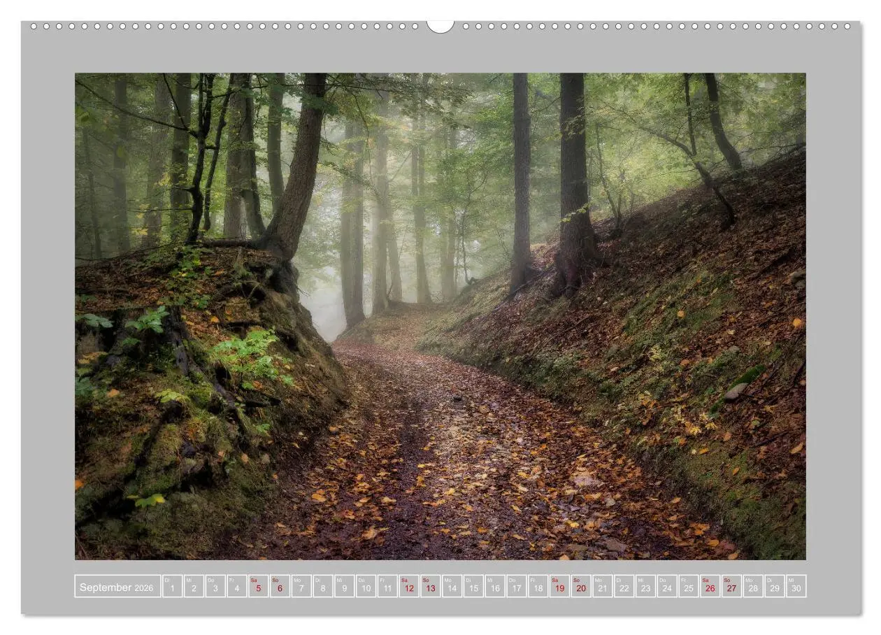 Bild: 9783457674864 | Wald im Licht (hochwertiger Premium Wandkalender 2026 DIN A2 quer),...