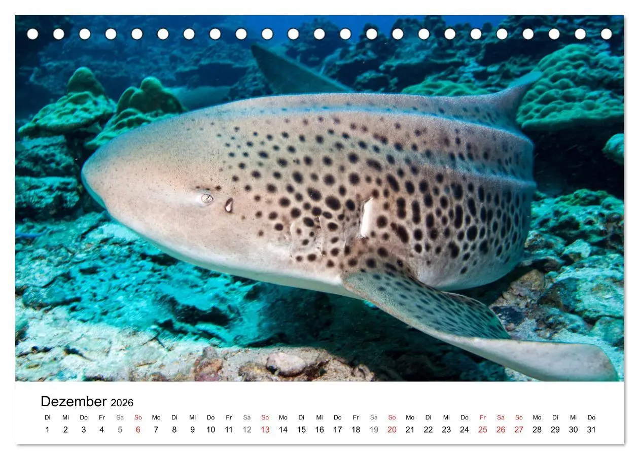 Bild: 9783516064964 | Highlights aus dem Meer - Tauchkalender (Tischkalender 2026 DIN A5...