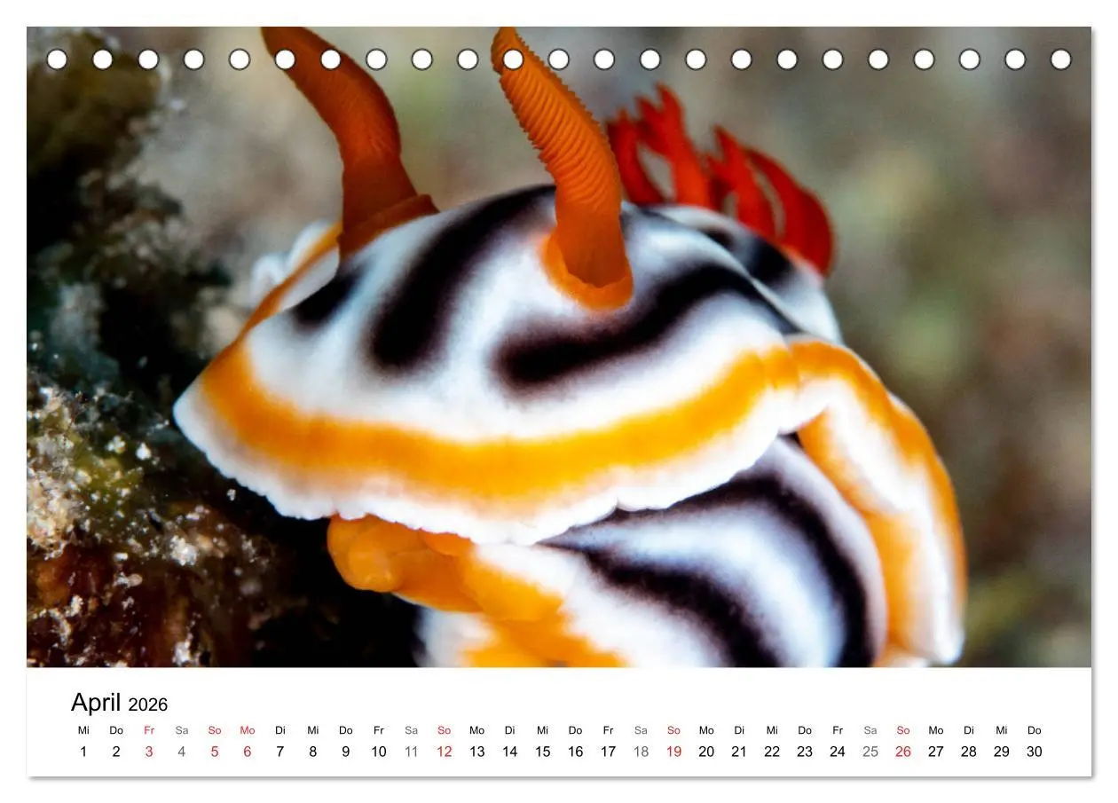 Bild: 9783516064964 | Highlights aus dem Meer - Tauchkalender (Tischkalender 2026 DIN A5...